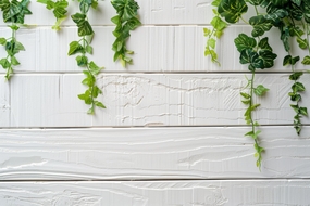 绿色常春藤白色木纹背景图片